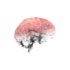Hemisphere of human brain and 3D