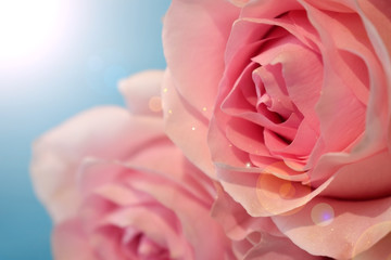 Close up of a beautiful varietal pink rose. Sun glare imitation