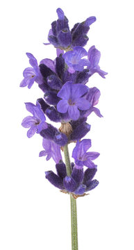 Fototapeta lavender flower isolated