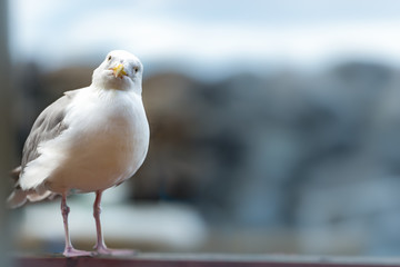 Seagull standing on railing near water