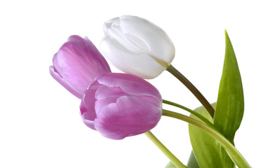 close on pink and white  tulips isolated on white background