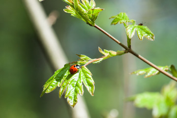 Lady bird on green leaf