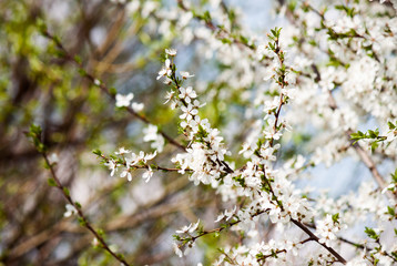 Spring blossom on tree