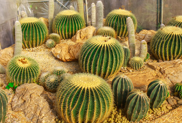 close-up cactus, beautiful backgrounds.