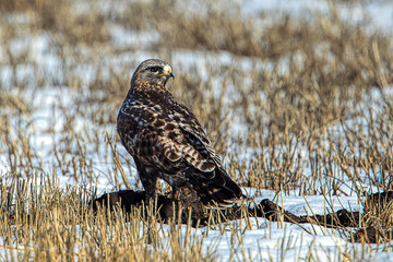 Rough legged hawk on snowy field.
