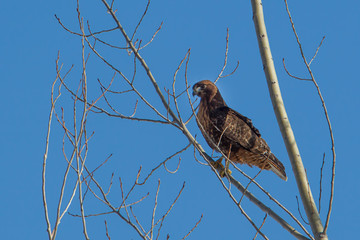 Perched red tailed hawk.