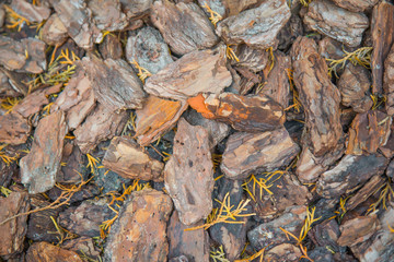 piece of bark texture. concept design