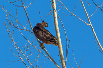 Red tailed hawk perched in a tree.