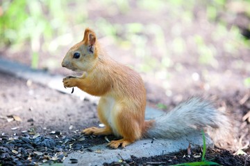 Animal mammal squirrel