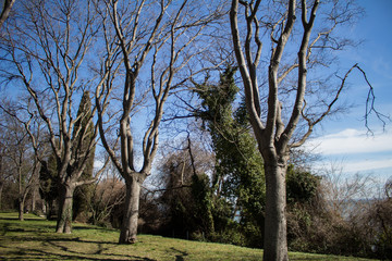 trees without leafs waiting for the spring