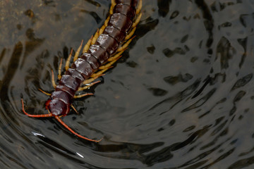 Centipede,Poisonous animal swimming in creek at deep forest,Chaloem Phra Kiat Thai Prachan National...