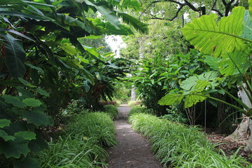 Jardín Botánico /  tenerife 