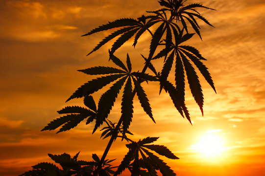 Silhouette of cannabis plant at sunrise. Cannabis plant growing outdoor. Hemp and marijuana agriculture