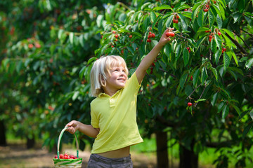 Smiling little boy picks a cherry from a tree in cherry garden