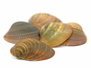 Muscheln,  Bivalvia, Gehäuse