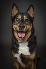 Portrait of German Shepherd dog