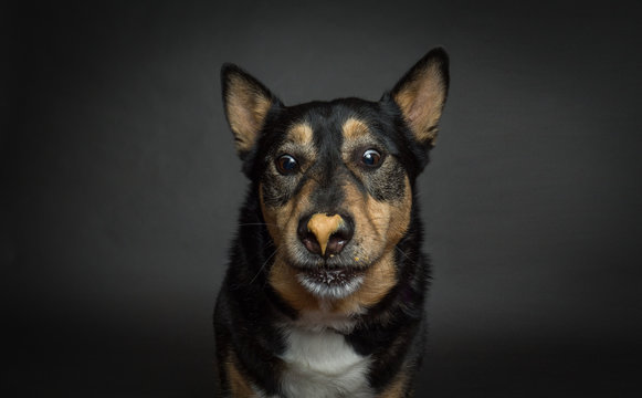 German shepherd dog staring at peanut butter on nose