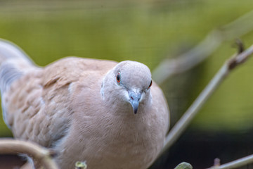A Laughing Dove looks straight into the camera