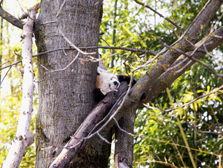 Sleeping baby red panda over a tree