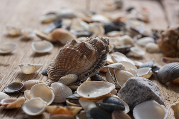 Mixed sea shels
