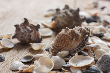 Mixed sea shels