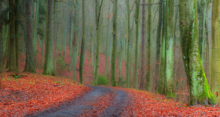 Jesienny Bukowy Las © Wojciech Lisiński