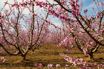 Floración de los melocotoneros