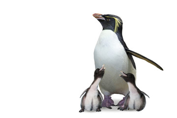 Penguin mother and twin babies on a white background with copy space