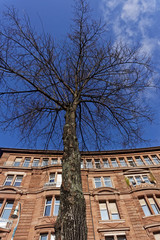 view in a tree on a sunny day with blue sky, background