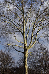 view in a tree on a sunny day with blue sky, background