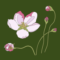 Pink cherry blossom sakura flowers in Japanese style