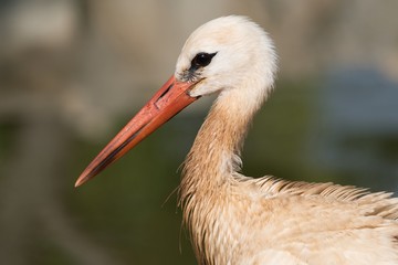 White stork close up
