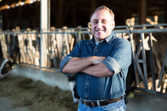 Male Farmer Posing Against Background Of Cows In Stall