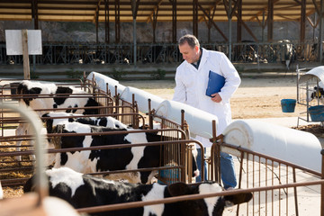 Adult man is standing in uniform and checking the quality of milk