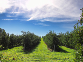 Fototapeta na wymiar apple orchard in fall