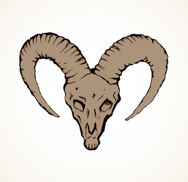 Skull of ox. Vector drawing