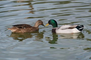 Pair of mallards