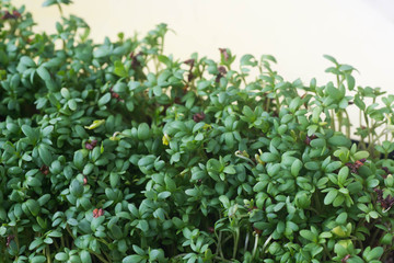 fresh green cress leaves