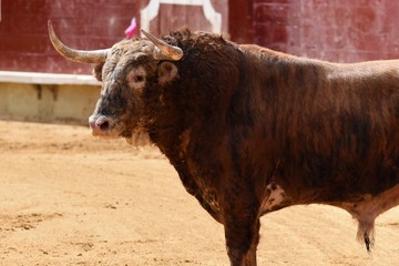 toro en españa 