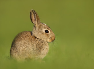 Portrait of a young little rabbit in the meadow