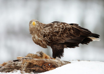 White-tailed eagle feeding on a Red Fox in winter