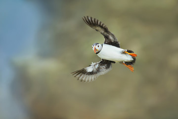 Atlantic Puffin in flight, Noss, Shetland Islands