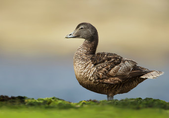 Close up of a female common eider