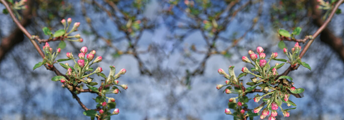 Flowered apple tree on blue sky background.