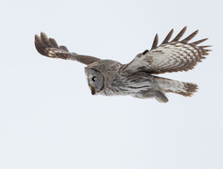 Great Grey Owl in flight in winter