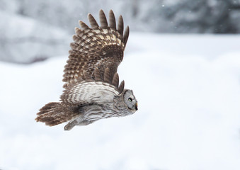 Great Grey Owl in flight in winter