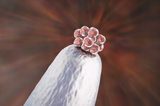 16-cell human embryo on a needle tip, 3D illustration