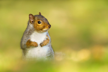 Close up of a grey squirrel against green background