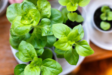 Petunia flower seedling in plastic pots