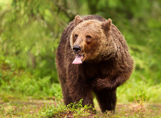Obraz na płótnie Canvas Close up of a Eurasian brown bear male